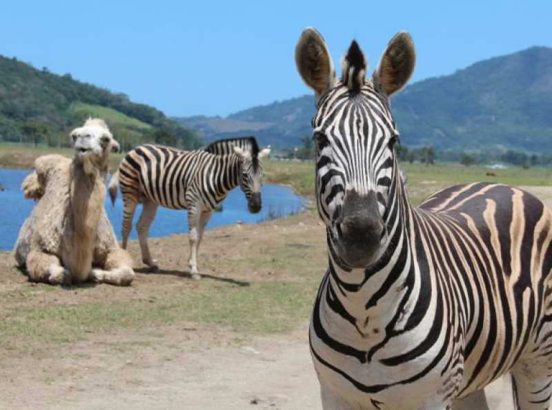 Conheça 24 do empreendimento - Fachada - Portobello Resort & Safari - 158 - 24 24 - Fachada - Portobello Resort & Safari - 158 - 24