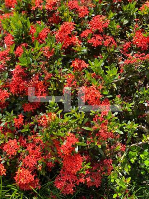 Conheça 23 do imóvel - Casa em Condominio Condomínio Porto Frade, Angra dos Reis,Frade (Cunhambebe),RJ À Venda,6 Quartos,330m² - 01099CA - 24 23 - Casa em Condominio Condomínio Porto Frade, Angra dos Reis,Frade (Cunhambebe),RJ À Venda,6 Quartos,330m² - 01099CA - 24