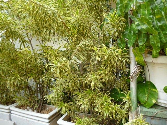 FOTO_19 - 19