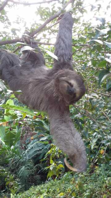 Conheça FAUNA FLORESTAL do imóvel - Casa em Condomínio Itanhangá, Greenwood Park, Itanhangá, Rio de Janeiro, RJ À Venda, 4 Quartos, 760m² - BAC85 - 29 FAUNA FLORESTAL