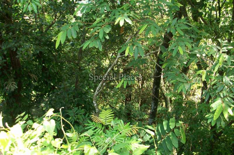 Conheça TERRENO do imóvel - Terreno 2900m² à venda São Conrado, Rio de Janeiro - R$ 1.300.000 - BAT1138 - 3 TERRENO