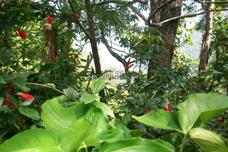 Conheça TERRENO do imóvel - Terreno 2900m² à venda São Conrado, Rio de Janeiro - R$ 1.300.000 - BAT1138 - 5 TERRENO