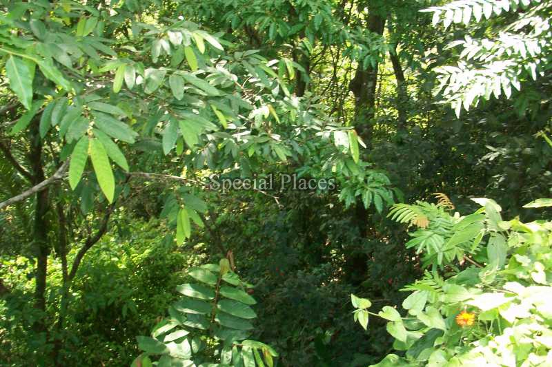 Conheça TERRENO do imóvel - Terreno 2900m² à venda São Conrado, Rio de Janeiro - R$ 1.300.000 - BAT1138 - 8 TERRENO