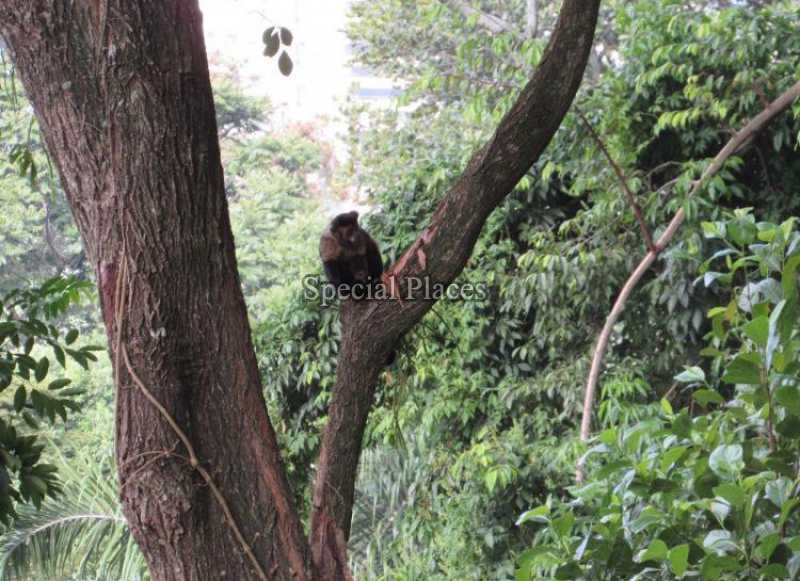 Conheça 20 natureza do imóvel - Casa em Condomínio 6 quartos para alugar São Conrado, Rio de Janeiro - R$ 2.000 - LOC1227T - 20 20 natureza