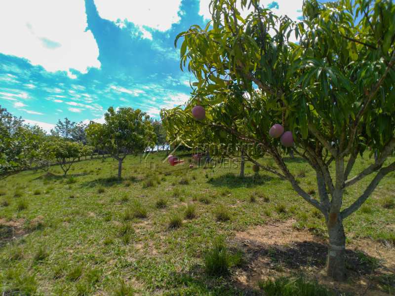 Conheça Pomar do imóvel - Sítio 150000m² à venda Itatiba,SP - R$ 2.500.000 - FCSI40009 - 6 Pomar - Sítio 150000m² à venda Itatiba,SP - R$ 2.500.000 - FCSI40009 - 6