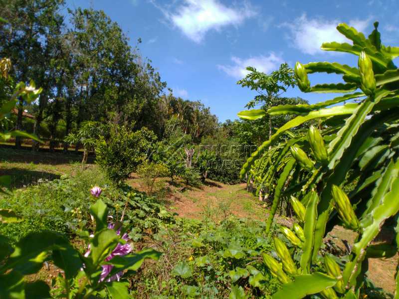 Conheça Pomar do imóvel - Chácara 2000m² à venda Itatiba,SP - R$ 690.000 - FCCH30119 - 16 Pomar - Chácara 2000m² à venda Itatiba,SP - R$ 690.000 - FCCH30119 - 16