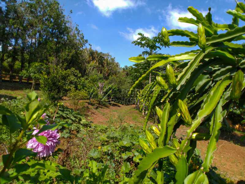 Conheça Pomar do imóvel - Chácara 2000m² à venda Itatiba,SP - R$ 690.000 - FCCH30119 - 13 Pomar - Chácara 2000m² à venda Itatiba,SP - R$ 690.000 - FCCH30119 - 13