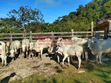 Imperdível - OPORTUNIDADE PORTEIRA FECHADA EXCELENTE FAZENDA EM SILVA JARDIM 20 ALQUERES - GAFA00034