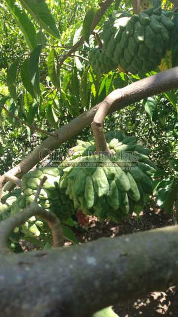 Conheça Arvores frutíferas do imóvel - Casa à venda Rua da Graça,Olaria, Nova Friburgo - R$ 609.000 - GICA50010 - 27 Arvores frutíferas - Casa à venda Rua da Graça,Olaria, Nova Friburgo - R$ 609.000 - GICA50010 - 27
