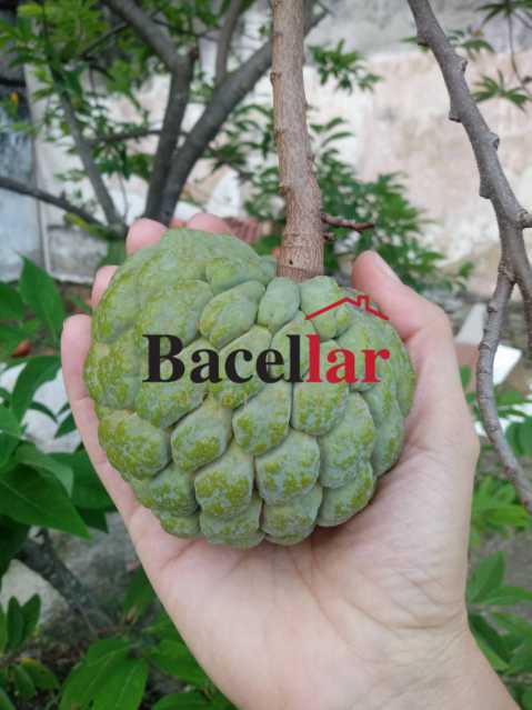 Casa, 6 quartos, 820 m² - Foto 27