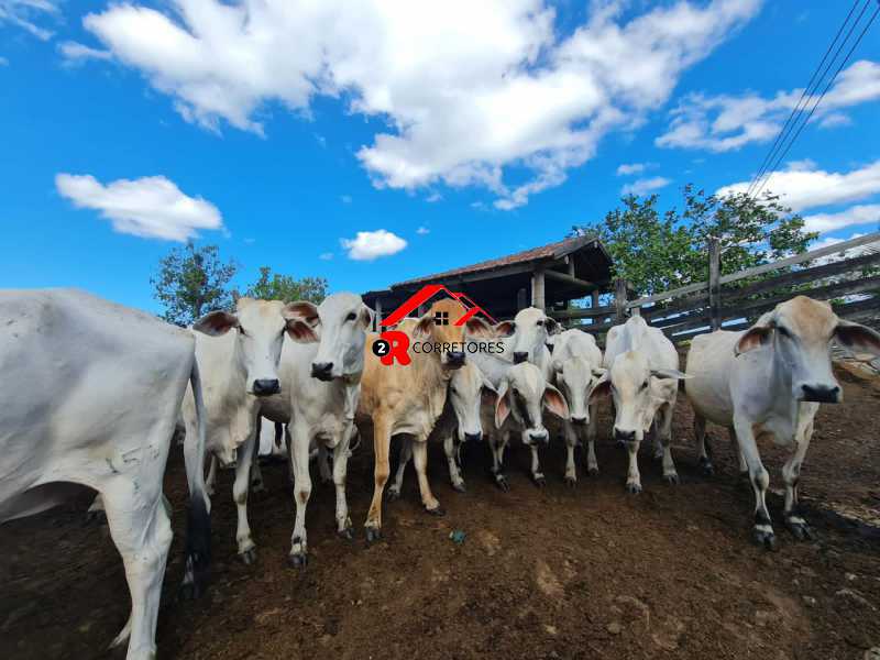Fazenda, 249 hectares - Foto 7