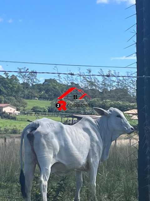 Fazenda, 249 hectares - Foto 8