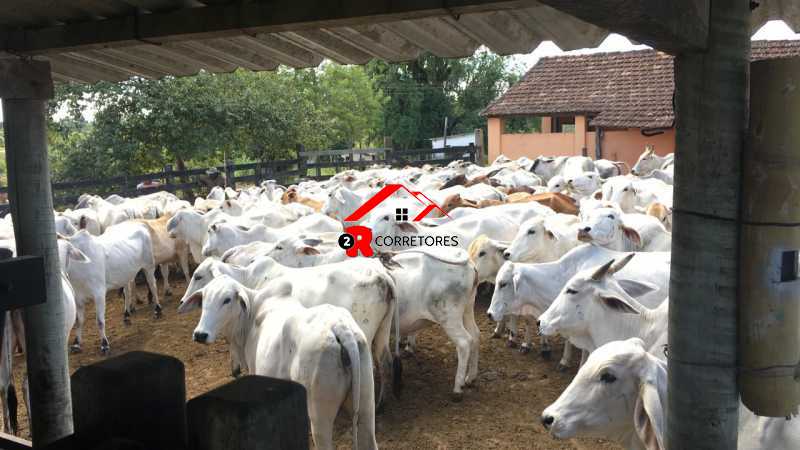 Fazenda, 249 hectares - Foto 27