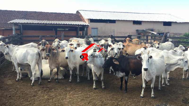 Fazenda, 249 hectares - Foto 29