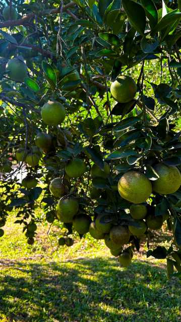 Sítio, 8 quartos, 1 hectares - Foto 29