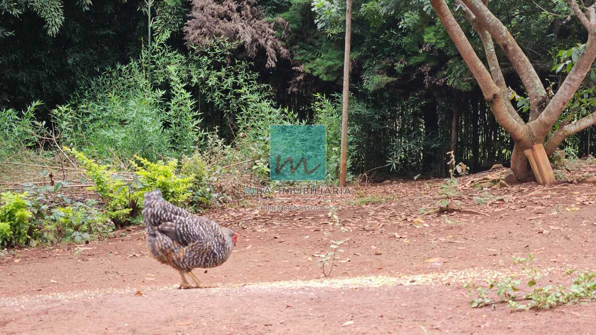 Chácara à venda com 4 quartos, 5000m² - Foto 20