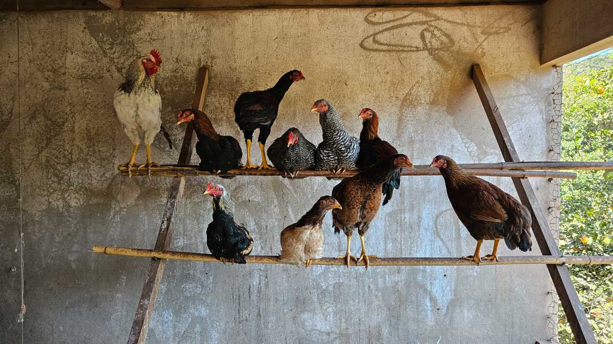 Sítio, 6 quartos, 13 hectares - Foto 26