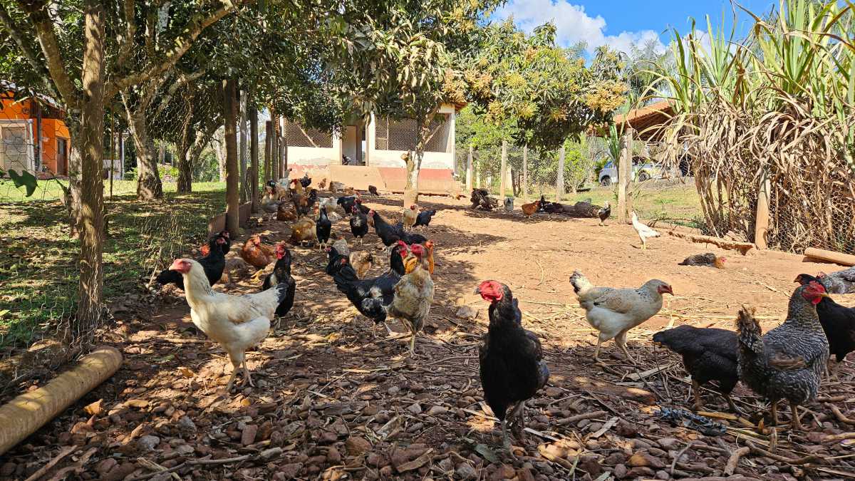 Sítio, 6 quartos, 13 hectares - Foto 25