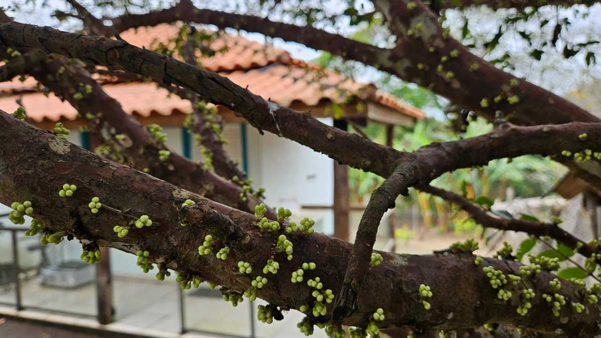 Chácara, 4 quartos - Foto 23