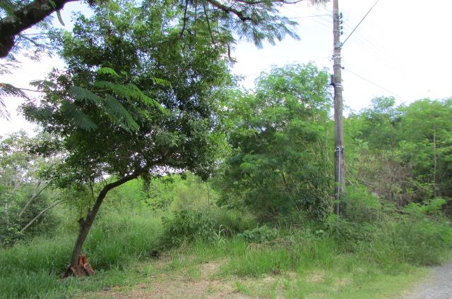 Terreno à venda, 2000 - Foto 3