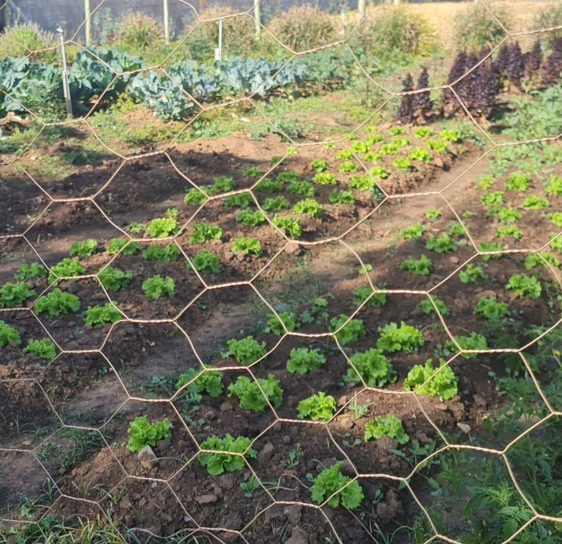 Terreno à venda, 300 - Foto 3