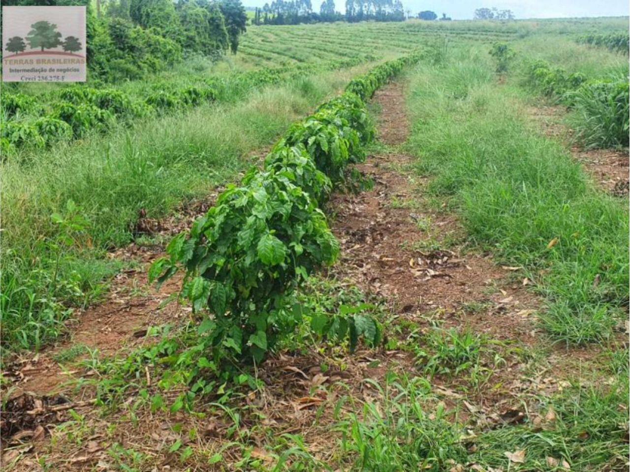 Fazenda à venda com 10 quartos, 2000m² - Foto 13