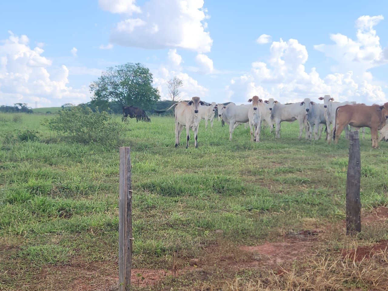 Fazenda à venda com 6 quartos, 1500m² - Foto 28