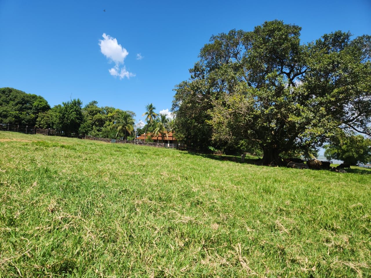 Fazenda à venda com 4 quartos, 800m² - Foto 5