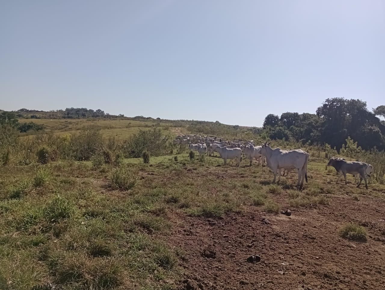 Fazenda à venda, 98 - Foto 14