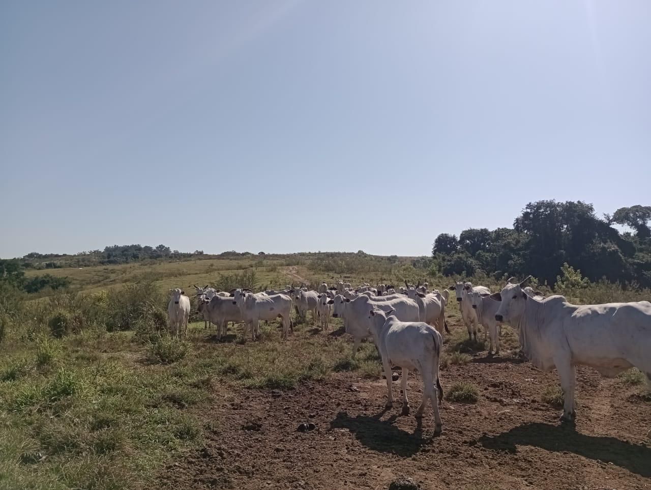 Fazenda à venda, 98 - Foto 16