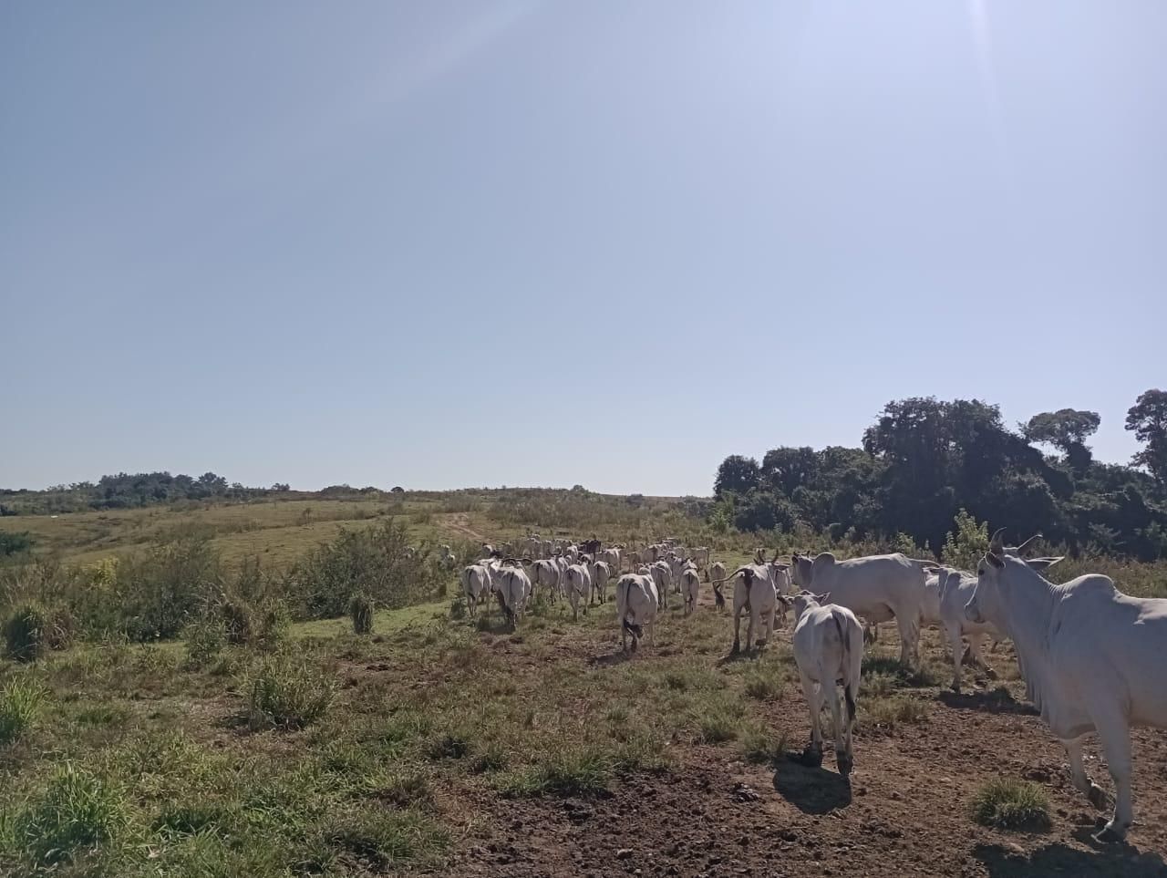 Fazenda à venda, 98 - Foto 17