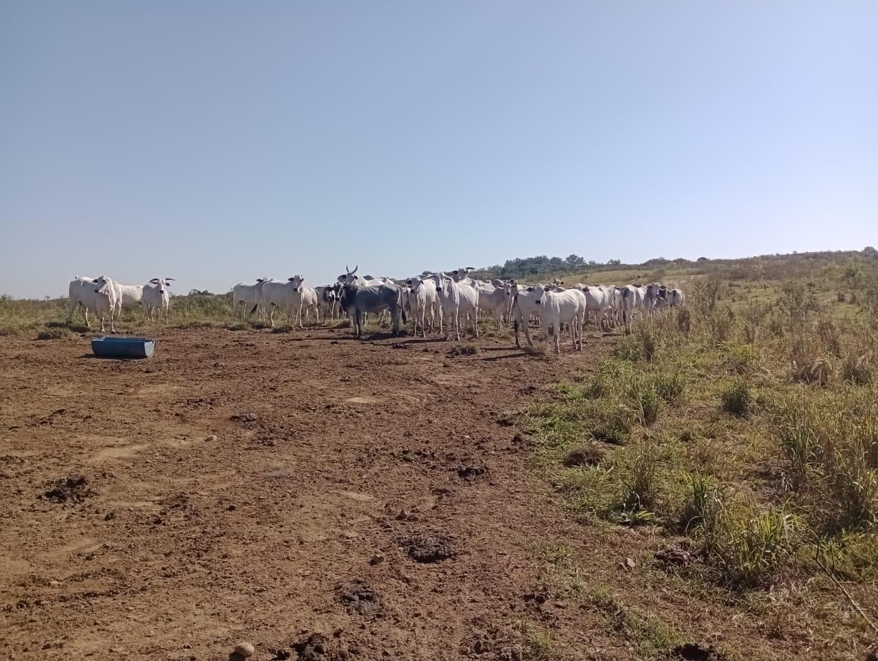 Fazenda à venda, 98 - Foto 19