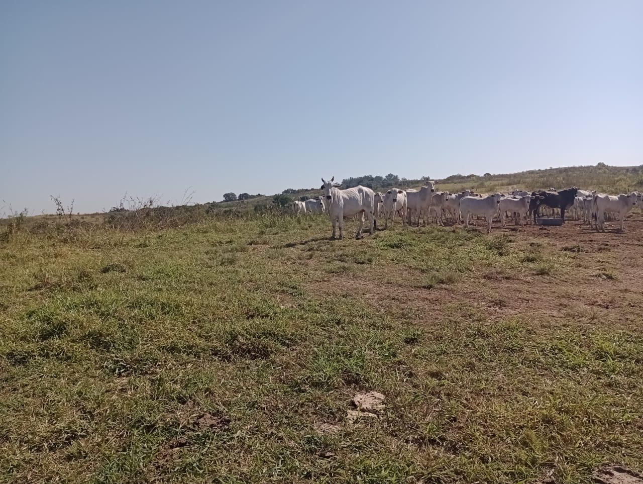 Fazenda à venda, 98 - Foto 22