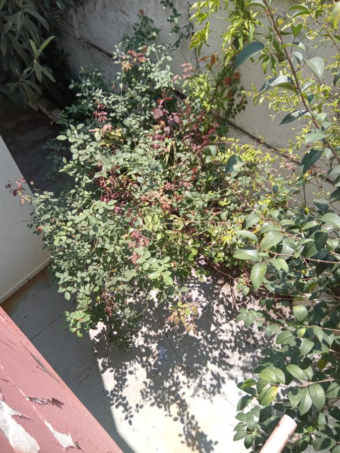 Casa, 4 quartos - Foto 19