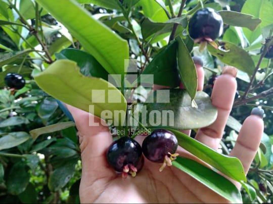 Chácara, 6 quartos, 2300 m² - Foto 3