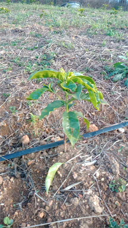 Sítio, 3 quartos, 12 hectares - Foto 7