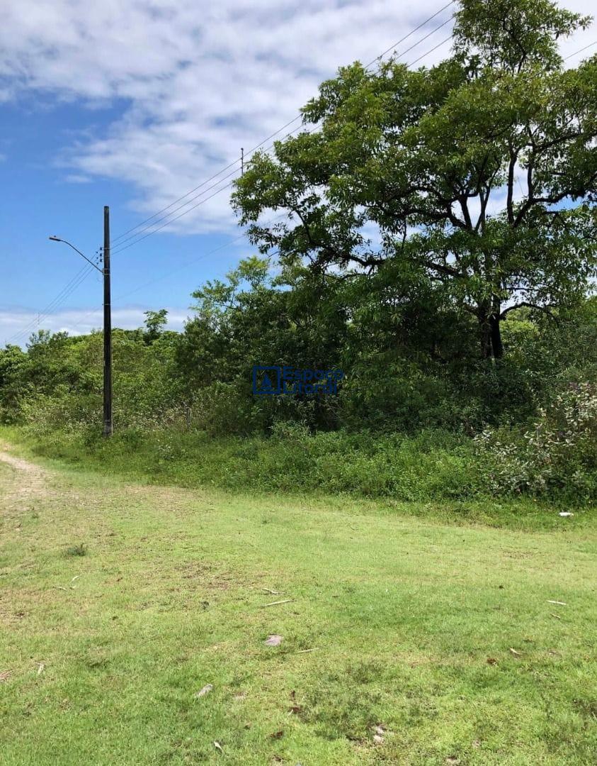 Fazenda-Sítio-Chácara, 81 hectares - Foto 9