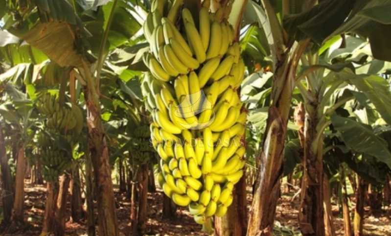 Sítio, 4 quartos, 200 m² - Foto 4