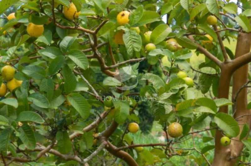 Sítio, 4 quartos, 200 m² - Foto 7