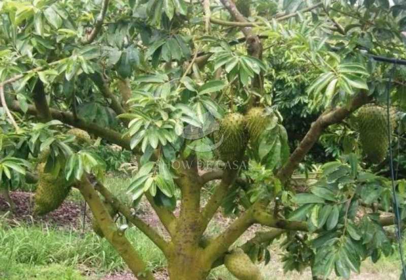 Sítio, 4 quartos, 200 m² - Foto 10