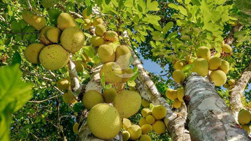 Sítio, 4 quartos, 200 m² - Foto 12