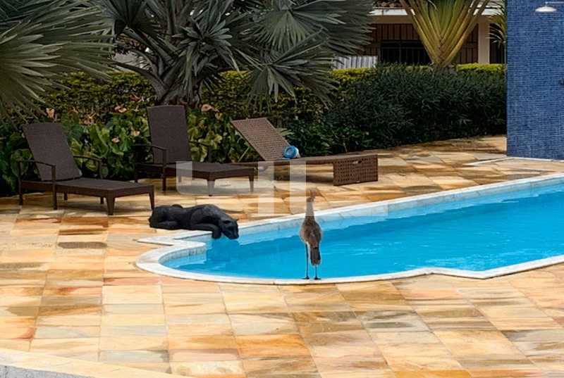 Sítio, 7 quartos, 800 m² - Foto 8