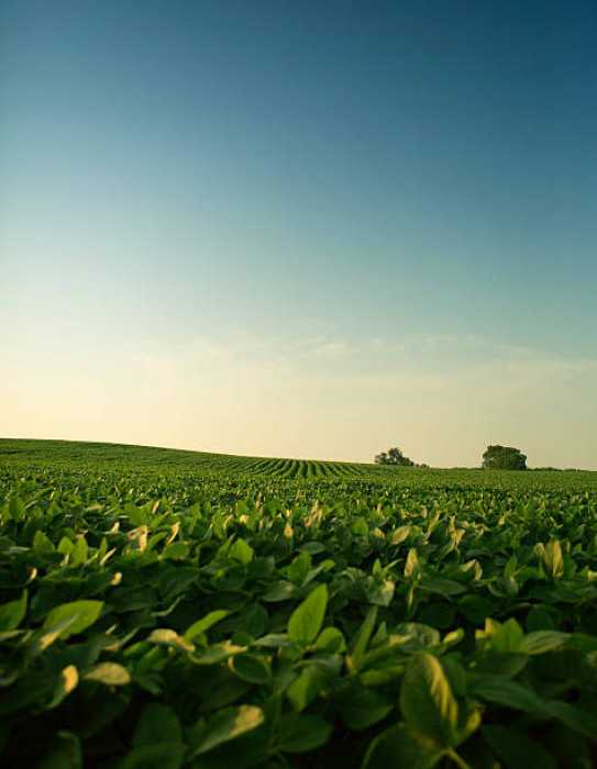 Fazenda - Foto 4