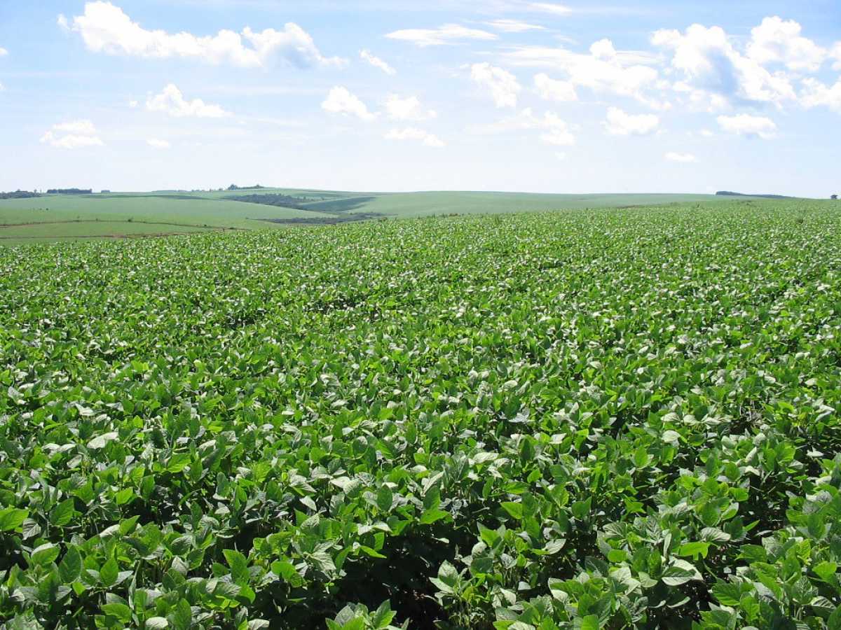 Fazenda - Foto 5