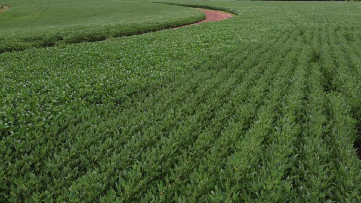 Fazenda - Foto 1