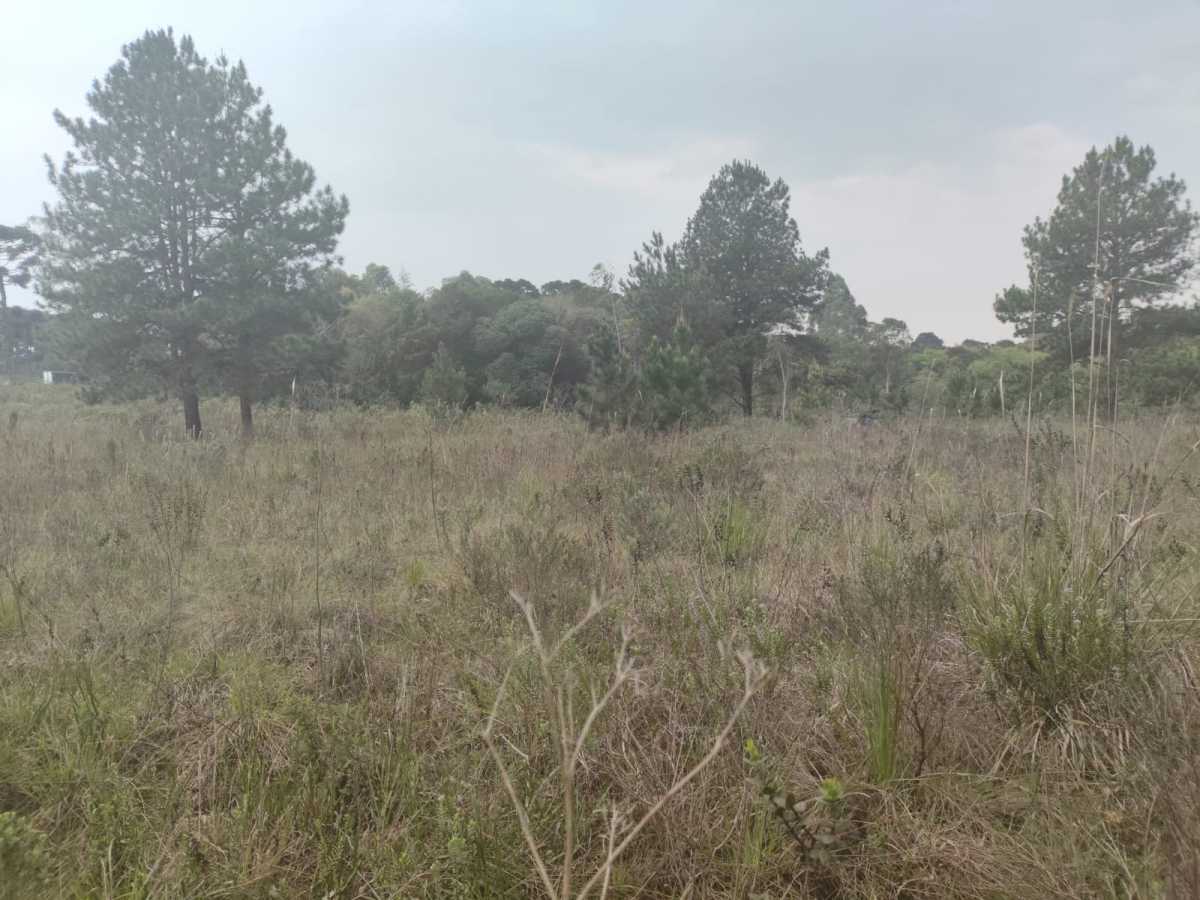 Terreno, 4 hectares - Foto 13