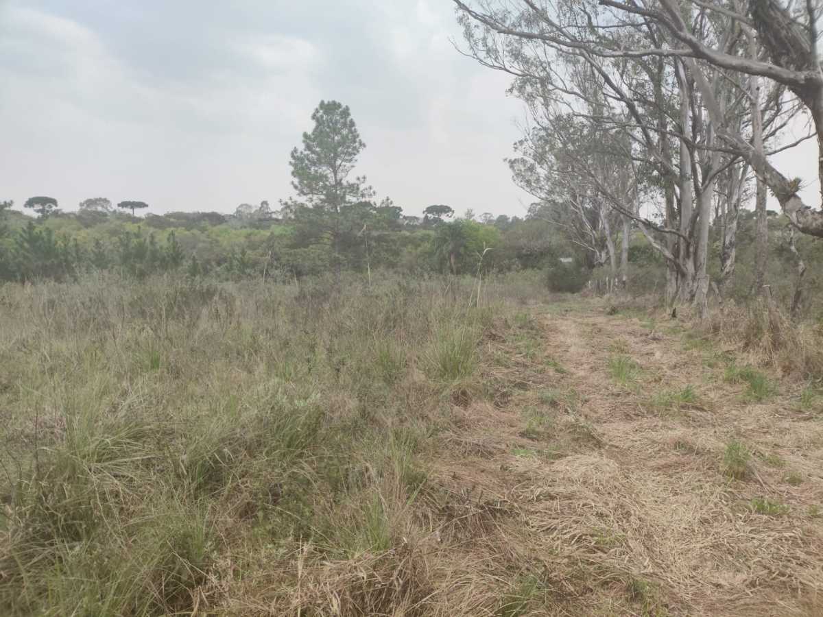 Terreno, 4 hectares - Foto 14