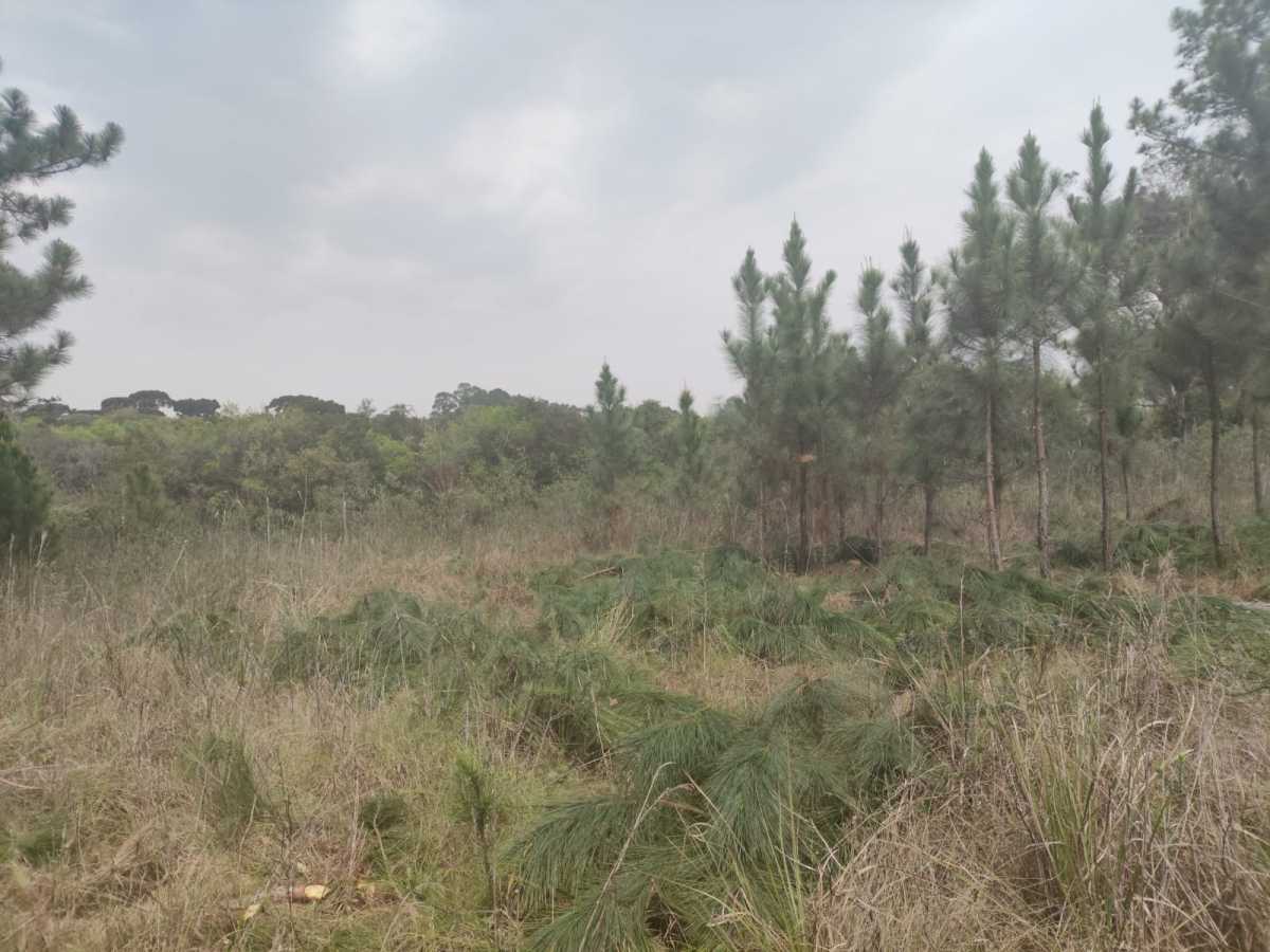 Terreno, 4 hectares - Foto 16