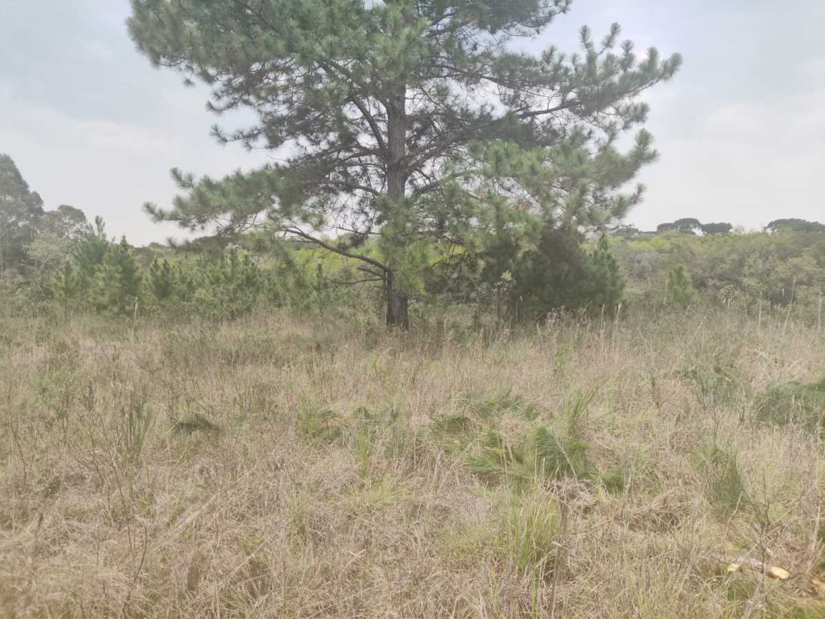 Terreno, 4 hectares - Foto 17