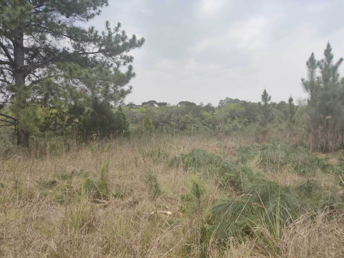 Terreno, 4 hectares - Foto 18